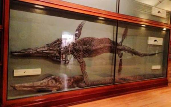 玛丽·安宁发现的鱼龙化石,如今陈列在自然历史博物馆。_副本 玛丽·安宁发现的鱼龙化石,如今陈列在自然历史博物馆。_副本