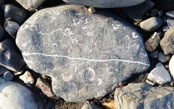 查茅斯-莱姆海滩上的菊石化石。_副本 查茅斯-莱姆海滩上的菊石化石。_副本