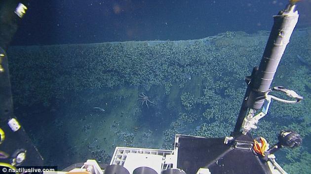 这个卤水池最奇特之处在于它的极高含盐量,其浓度足以杀死误入其中的生物。研究人员在卤水池的边缘发现许多死亡的等脚类动物和蟹类尸体。