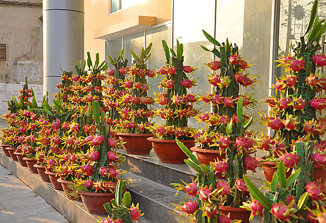 thanhlong-1 thanhlong-1